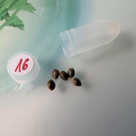 Huba Seed Bank