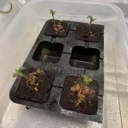 Huba Seed Bank