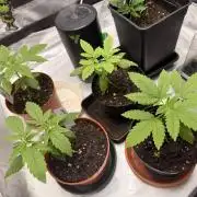 HubaSeedBank_Great White Kush_Ortega Gas