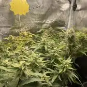Royal dwarf/ Orion/ Royal Cookies Autos