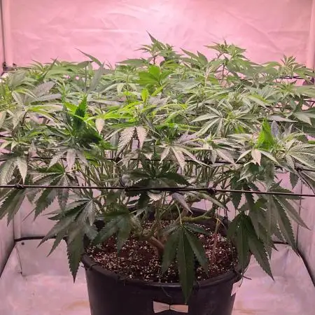 Gelato #41