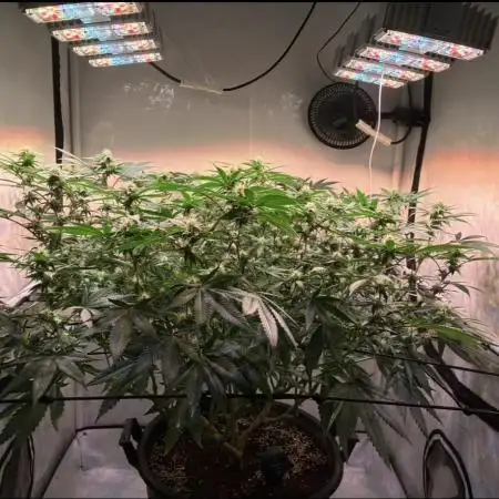 Gelato #41 Connected Cut