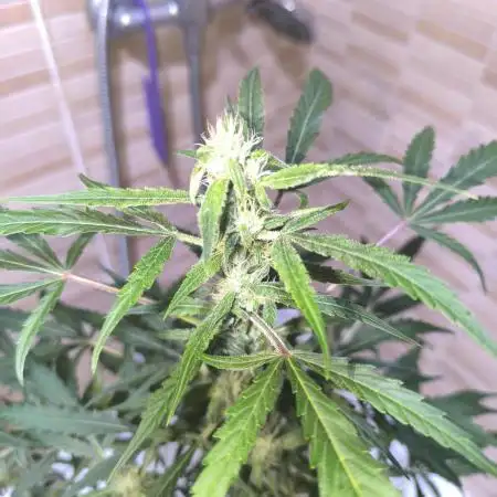 Lemon Cherry Cookies