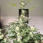 Lemon Cherry Cookies