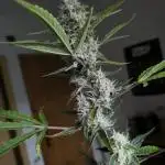 Lemon Cherry Cookies