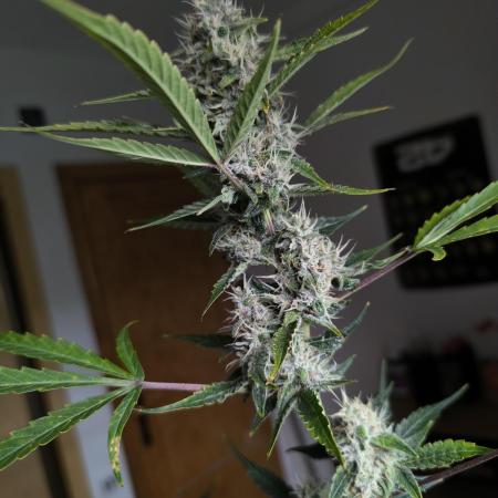 Lemon Cherry Cookies