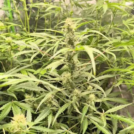 Lemon Cherry Cookies