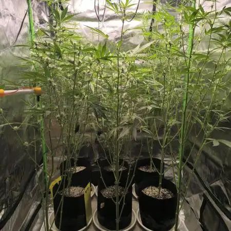 Lemon Cherry Cookies