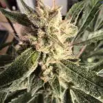 Lemon Cherry Cookies