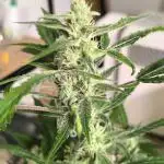 Lemon Cherry Cookies