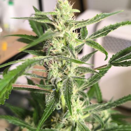 Lemon Cherry Cookies