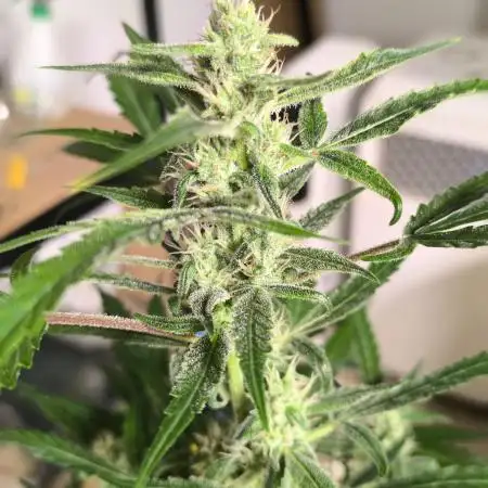 Lemon Cherry Cookies