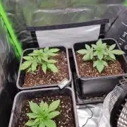 Early Skunk Fem. + Tangerine Dream Fem.