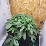 Mexican Sativa