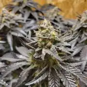 Mexican Sativa