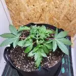 Mexican Sativa