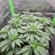 Apple Fritter RQS