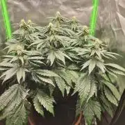 Apple Fritter RQS