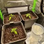 Early Skunk Fem. + Tangerine Dream Fem.