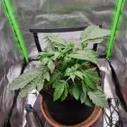 Apple Fritter RQS