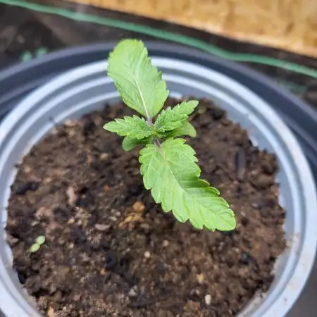 Mexican Sativa