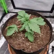 Apple Fritter RQS