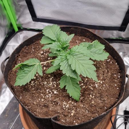 Apple Fritter RQS