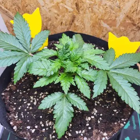Mexican Sativa