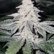 Apple Fritter RQS
