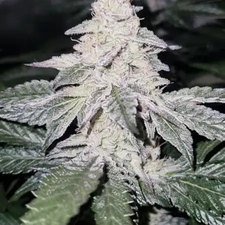 Apple Fritter RQS