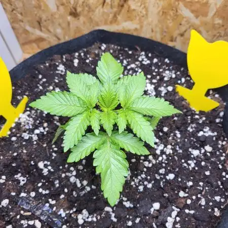 Mexican Sativa