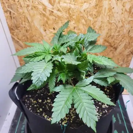 Mexican Sativa