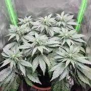 Apple Fritter RQS