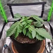 Apple Fritter RQS
