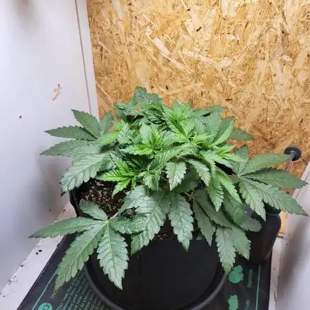 Mexican Sativa