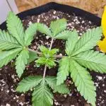 Mexican Sativa