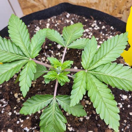 Mexican Sativa