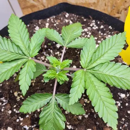Mexican Sativa