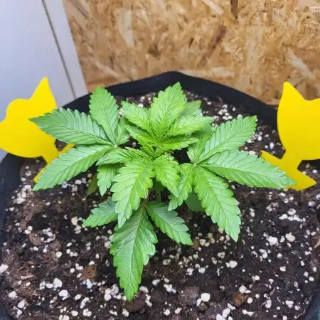 Mexican Sativa