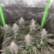 Apple Fritter RQS