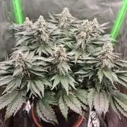 Apple Fritter RQS