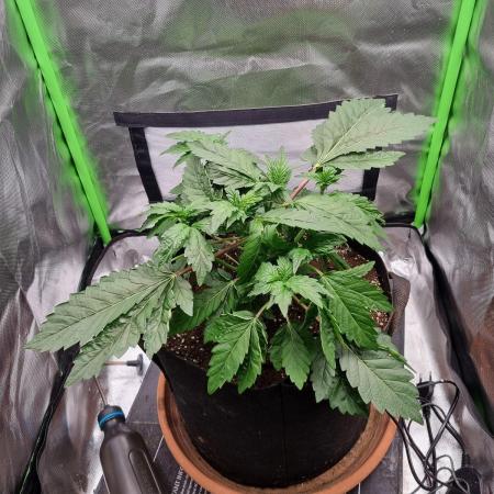 Apple Fritter RQS