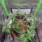 Apple Fritter RQS