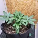 Mexican Sativa