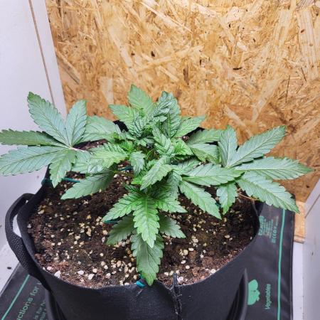 Mexican Sativa