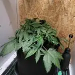 Mexican Sativa