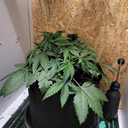 Mexican Sativa