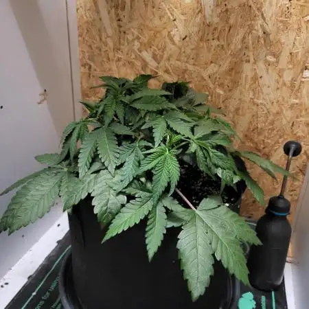 Mexican Sativa