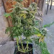 Early Skunk Fem. + Tangerine Dream Fem.