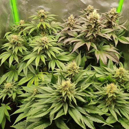 Early Skunk Fem. + Tangerine Dream Fem.